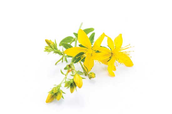 St. John's Wort is a well-known plant for mental health.